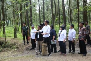 Abu dan Rossy Penghuni Baru Taman Nasional Gunung Merapi